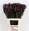 Леукадендрон-Leucadendron-Saf Sunset-60cm 4d7104ad-0d83-11f0-0a80-0c49006767af