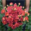 Роза куст-Rosa sp-Chocolate Bubbles-60cm-RS-vn 4d78f7ae-9e57-11ed-0a80-05fa002f6b8b