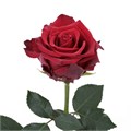 Роза-Rosa-Explorer-50cm-RS-vn 4d85aeb5-9e57-11ed-0a80-05fa002f6b95