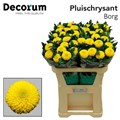 Хризантема одн-Chrysant Gr-Borg-70cm-80gr 090e598a-bfa6-11ec-0a80-0b4c00086b9d