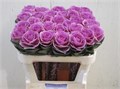Брассика-Brassica-Empire Olga--70cm 4d8f4f74-59d3-11ed-0a80-00f6000f9b4b