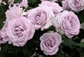 Роза-Rosa-Silver Lining-50cm-RS-vn 4d966818-9e57-11ed-0a80-05fa002f6bac