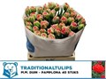 Тюльпан-Tulip-Du Pamplona-44cm-56gr 4d97f92f-0d83-11f0-0a80-0c49006767b9