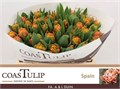 Тюльпан-Tulip-Du Spain-35cm-45gr 4d9aa7ac-0d83-11f0-0a80-0c49006767bc
