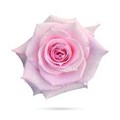 Роза-Rosa-Pink Cloud-60cm-AG-vn 4da13a68-9e54-11ed-0a80-02ee00266122