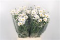 Ромашка-Margriet-White Per Stem X25-45cm 4da35514-ff7c-11ef-0a80-17d70004a7e1