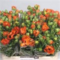 Ранункулус-Ranunculus-Butterfly Minoan-60cm-55gr 4da9e5ab-ff7c-11ef-0a80-17d70004a7e4