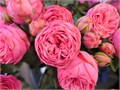 Садовая Роза-Garden Rosa-Pink Piano-50cm-Af 09115cae-bfa7-11ec-0a80-0b4c00093b91
