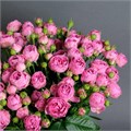 Роза куст-Rosa sp-Misty Bubbles-50cm-RS-vn 4db00f1c-9e57-11ed-0a80-05fa002f6bcf