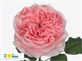 Роза-Rosa-London Eye-50cm-CN-vn 4db435ab-9e54-11ed-0a80-02ee00266131