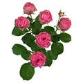 Роза куст-Rosa sp-Giselle-50cm-RS-vn 4db53ed6-9e57-11ed-0a80-05fa002f6bd4