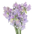 Латирус-Lathyrus-Laven Wedding-40cm 09174cdc-16f1-11ed-0a80-00b300183c2a