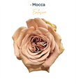 Роза-Rosa-Mocca-50cm-CN-vn 4dbf4ac3-9e54-11ed-0a80-02ee0026613b