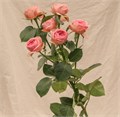 Роза куст-Rosa sp-Nude Lace-50cm-RS-vn 4dbf5270-9e57-11ed-0a80-05fa002f6be0
