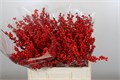 Илекс-Ilex-Rood-60cm-GW 4dc60d73-c08c-11f0-0a80-14aa000f4041