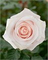 Роза-Rosa-Pomarosa-60cm-CN-vn 4dc9d1cf-9e54-11ed-0a80-02ee00266145