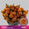 Хризантема куст-Chrysant Tr-Lionking-70cm-90gr 09187ba1-c530-11f0-0a80-042d00251416