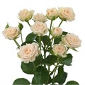 Роза куст-Rosa sp-Roslin-50cm-Si-vn 4dcc2229-9e57-11ed-0a80-05fa002f6beb
