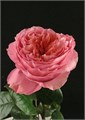 Роза-Rosa-Candy X-Pression-50cm-CN-vn 4dd52c69-9e54-11ed-0a80-02ee0026614f