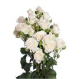 Роза куст-Rosa sp-Jeanine-50cm-Si-vn 4dd62fec-9e57-11ed-0a80-05fa002f6bfc