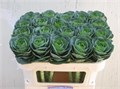 Брассика-Brassica-White Crane--65cm 4dd7a06a-78b4-11ef-0a80-144c000dfbfc