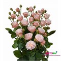 Роза куст-Rosa sp-Bombastic-50cm-Si-vn 4ddb2fda-9e57-11ed-0a80-05fa002f6c02