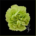 Гвоздика SE-Dianthus SE-Greenland-FC 09281710-a2f8-11ed-0a80-0fa5002aad4d