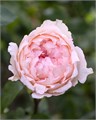 Роза-Rosa-Bridal Tiara-50cm-CN-vn 4ddbd70d-9e54-11ed-0a80-02ee00266154