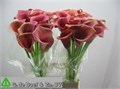 Калла-Zantedechia-Ov-70cm 4dddfbbd-96c2-11ef-0a80-14c5002ddad2
