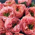 Роза-Rosa-Mandarin-50cm-CN-vn 4de1c092-9e54-11ed-0a80-02ee00266159