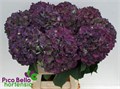 Гортензия-Hydrangea-M Elbtal Cl-90cm 4de42861-96c2-11ef-0a80-14c5002ddaf4