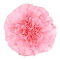 Гвоздика SE-Dianthus SE-Toulouse-FC 4de5bc7d-6069-11ef-0a80-01dc0017af91