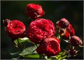Роза-Rosa-Red Piano-50cm-CN-vn 4de7b27c-9e54-11ed-0a80-02ee0026615e