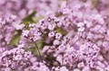 Гипсофила-Gypsophila-Over Time Light Pink-1000gr-EA-vn 4dee0e85-9e54-11ed-0a80-02ee00266163