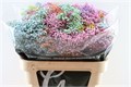 Гипсофила-Gypsophila-Over Time Rainbow-1000gr-EA-vn 4df979e5-9e54-11ed-0a80-02ee0026616d