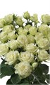Роза куст-Rosa sp-Pegasus-60cm 092a6f7b-3a83-11ee-0a80-016b002f5ce9