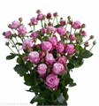 Роза куст-Rosa sp-Lady Bombastic-60cm-Si-vn 4e0192ba-9e57-11ed-0a80-05fa002f6c2b