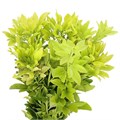 Чойсия-Choisya Te Lemo Lime-60см 4e0809f1-607f-11ef-0a80-08be00121bc0