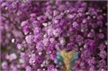 Гипсофила-Gypsophila-Over Time Light Lavender-1000gr-EA-vn 4e11b473-9e54-11ed-0a80-02ee00266177