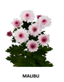 Хризантема-Mums-Malibu-Si-vn 4e174efe-9e57-11ed-0a80-05fa002f6c3c