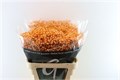 Гипсофила-Gypsophila-Over Time Orange-1000gr-EA-vn 4e17e9aa-9e54-11ed-0a80-02ee0026617c