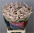 Лимониум-Limonium-S Apri Sun Birds-70cm-65gr 4e27d550-96c2-11ef-0a80-14c5002ddc40