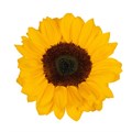 Подсолнух-Sunflowers-Vincents Choice-70cm-EA-vn 4e2add30-9e54-11ed-0a80-02ee0026618b