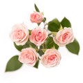 Роза куст-Rosa Sp-Brilliant Stars Light Pink-60cm-EA-vn 4e36ed62-9e54-11ed-0a80-02ee00266195