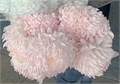 Хризантема Рибонет крашен. (Краснодар) 09447049-b329-11f0-0a80-1603003213c8