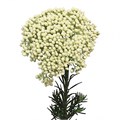 Озотамнус-Ozothamnus-Victoria White-60cm-EA-vn 4e48f017-9e54-11ed-0a80-02ee002661a4