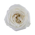 Роза-Rosa-Playa Blanca-50cm-EA-vn 4e4e6c44-9e54-11ed-0a80-02ee002661a9