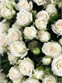 РОЗЫ Жозефина кустовые 60 см (Россия) 4e4fd1f7-db4e-11ec-0a80-004b000c8b6a