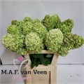 Гортензия-Hydrangea-Pa Mag Candle-80cm 4e536a75-bfa4-11ec-0a80-0b4c0006d1c2