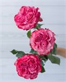 Роза-Rosa-Country Blues-60cm-FE-vn 4e59ef2e-9e54-11ed-0a80-02ee002661b3